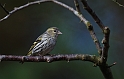 Siskin female - H
